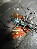 Tarantula hawk's blue-black abdomen