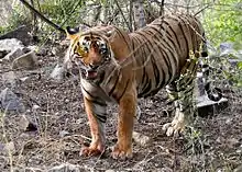 Tiger in Ranthambore National Park