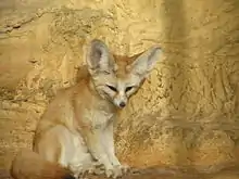 Fennec fox (Vulpes zerda)