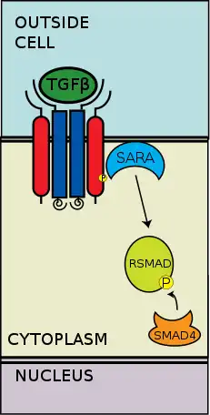 R-SMAD binds coSMAD