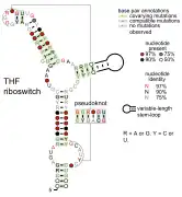 Tetrahydrofolate riboswitch:  Secondary structure for the riboswitch marked up by sequence conservation.