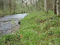 Calcareous riparian forest in the Western Highland Rim, Tennessee