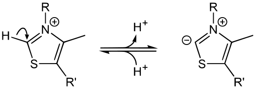 The TPP thiazolium ring can be deprotonated at C2 to become an ylid.