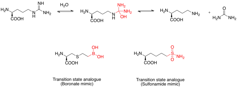 Transition state analogue example 3