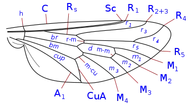 Tabanidae wing veins: Brachycera