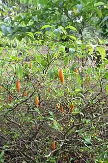 Tabernanthe iboga in flower and fruit