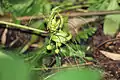 Ankarana arrowroot, Tacca ankaranensis, flower