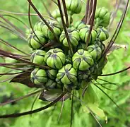 Inflorescence (umbel)