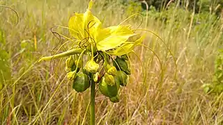 Infructescence