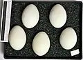 Eggs, Collection Museum Wiesbaden