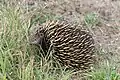 Short-beaked echidna