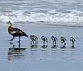 Female with six chicks on Ōpunake Beach