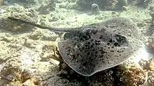 A stingray swimming over coral rubble and sand