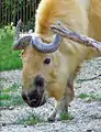 Sichuan takin