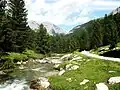 In Tamangur forest. Scuol, Switzerland