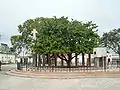 Tamarind tree on the site of the founding of Santa Clara, Cuba