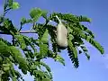 Tamarindus leaves and fruit pod