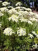 Tanacetum ferulaceum