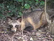 Gray and brown fox by a bush