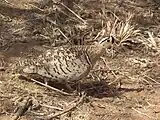 Black-faced sandgrouse is coloured like its desert background.