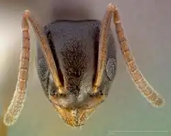 The antennae of T. sessile has 12 distinct segments