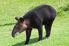 Brown tapir