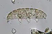 Tardigrade that was extracted from moss