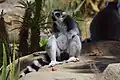 Ring-tailed lemur