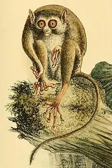 Drawing of brown tarsier