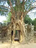 Third eastern gopura, with strangler fig