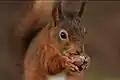 Red squirrel (Sciurus vulgaris) eating a hazelnut, England