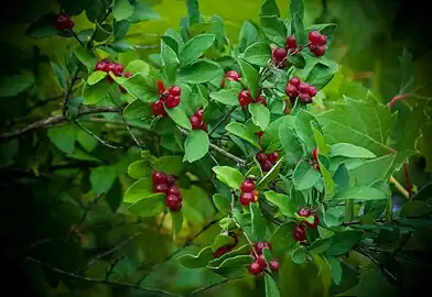 Berries