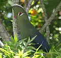 The vivid plumage is still an effective camouflage in its native habitat