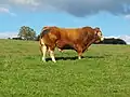 A Limousin bull