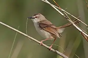 P. s. bechuanae with nesting material, Namibia