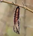 Chrysalis