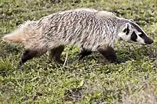 Gray, black, and white mustelid in grass