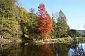 The Robert Lenoir Arboretum near Rendeux alongside the Ourthe