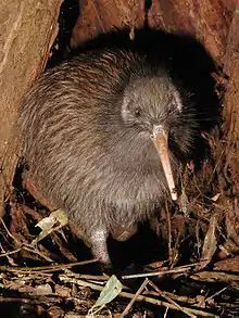 Kiwi amongst sticks