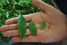 Fresh tea leaves of different sizes