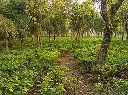 Tea garden in Tetulia