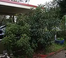 two green bushes growing in a garden bed next to a driveway