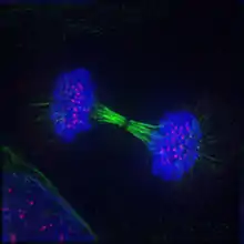 Telophase: Reversal of prophase and prometaphase events and thus completing the cell cycle.