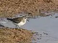 At Jamnagar, Gujarat, India