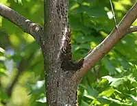 A group of tent caterpillars climbing a tree to eat