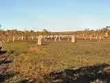 . Hundreds of compass termite mounds are visible in this photo of a field in northern Australia. The chisel-shaped mounds range from several centimeters to several meters in height.