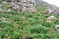 Fritillaria imperials in Siirt, Turkey