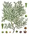 Illustration from Koehler's Medicinal-Plants (1887)