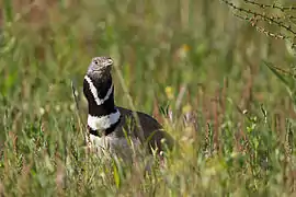 View of the bustard bird on the ground, neck and head emerging from the vegetation