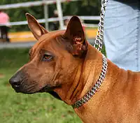 A red Thai Ridgeback